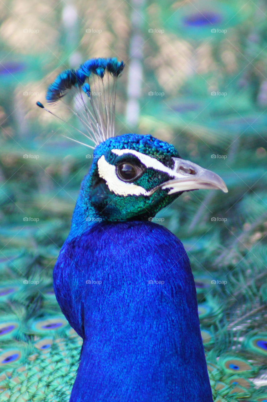 Colorful Peacock - Caught this guy lowering his plumage when his potential mate wandered off.