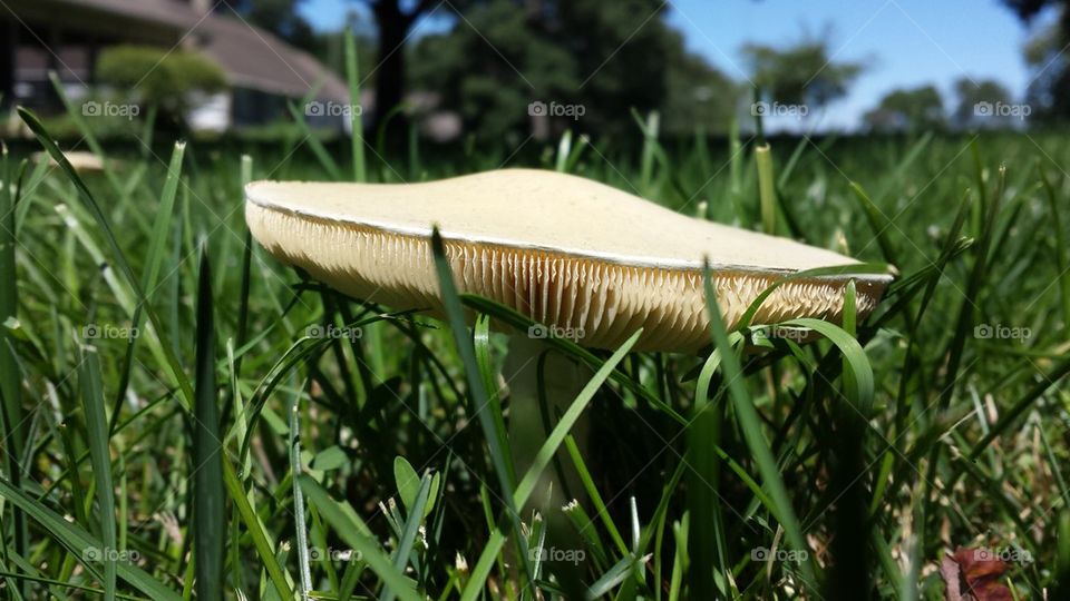 Mushroom