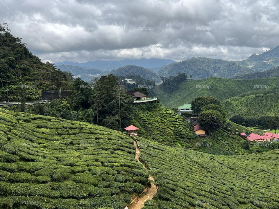 Tea plantation in Malaysia with a way leading in to a small house.