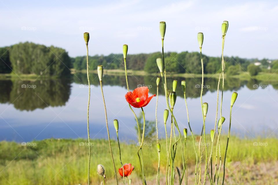 Landscape with common poppy flowers against the lake background. 