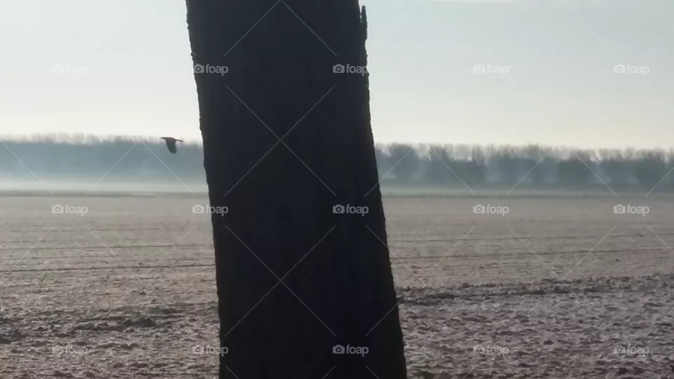Bird flying in the sky winter