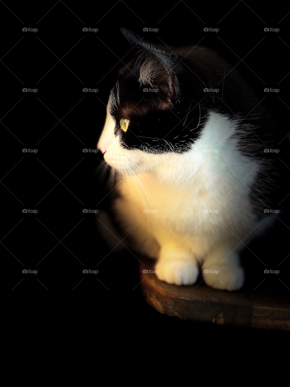 Cat profile warm lighting black background 