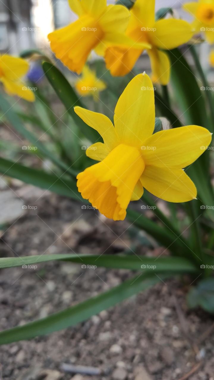 Yellow flowers