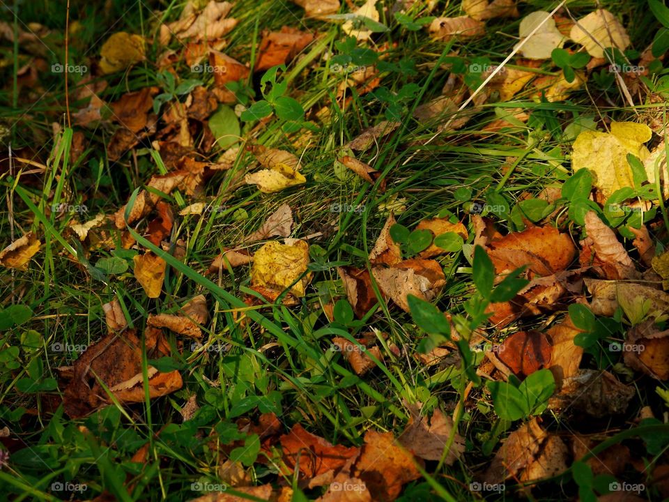 Leaves and grass