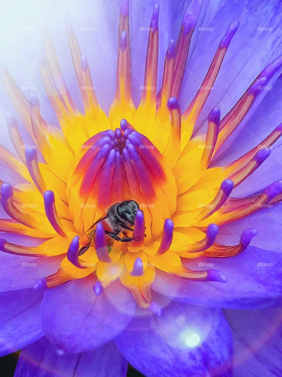bee in lotus
