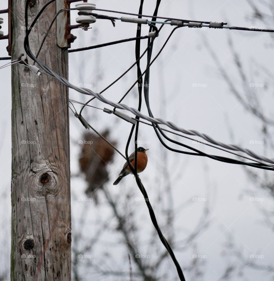 A Robin enjoys the unseasonably warm weather in the Midwest, in mid-February. 