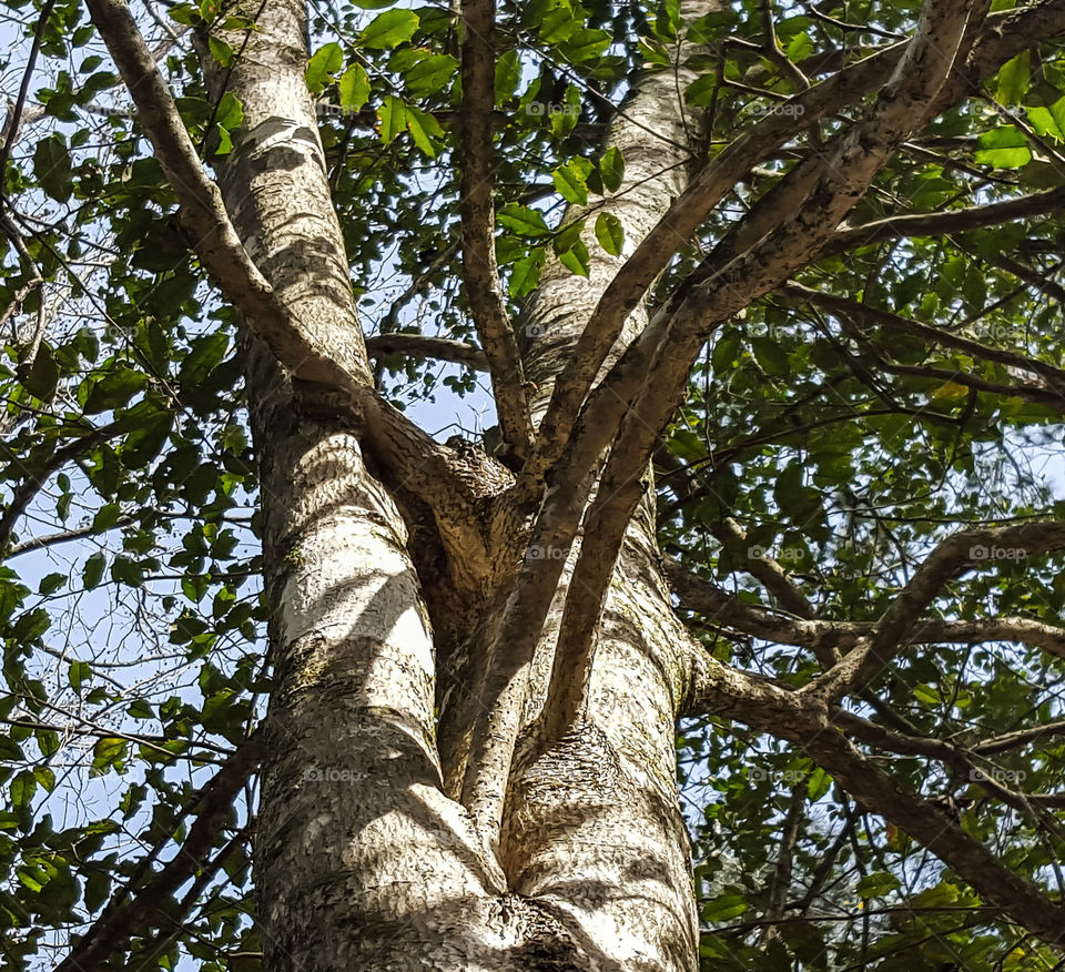 Tree, Wood, Nature, No Person, Leaf