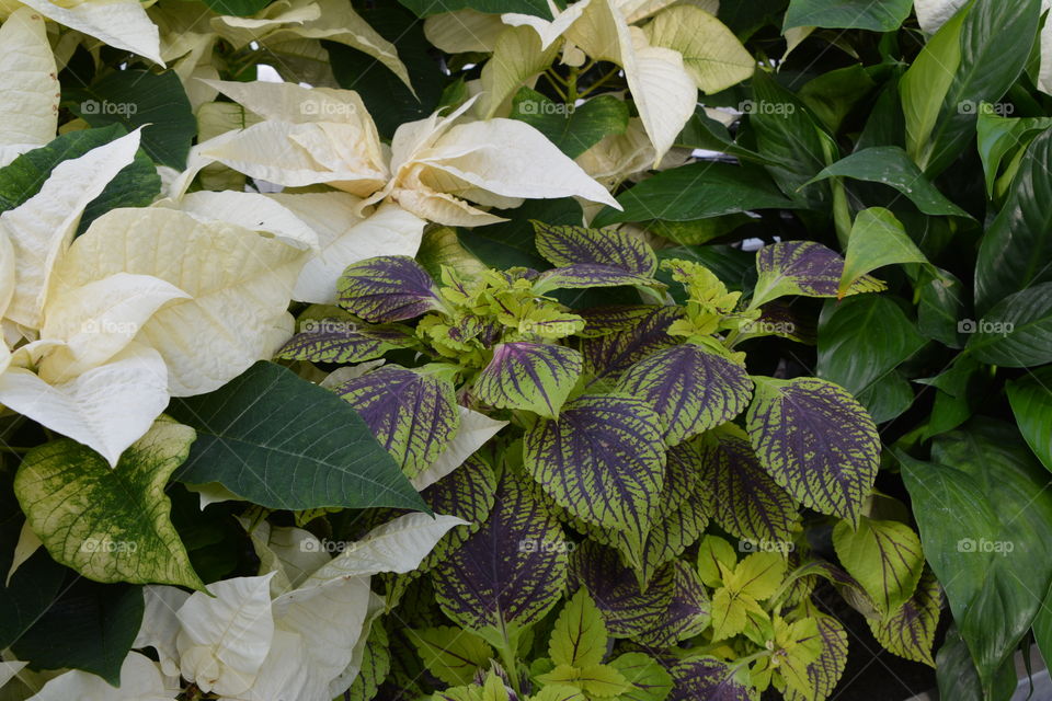 Variegated plants 