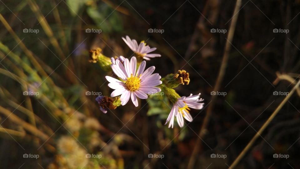 High angle view of flower head