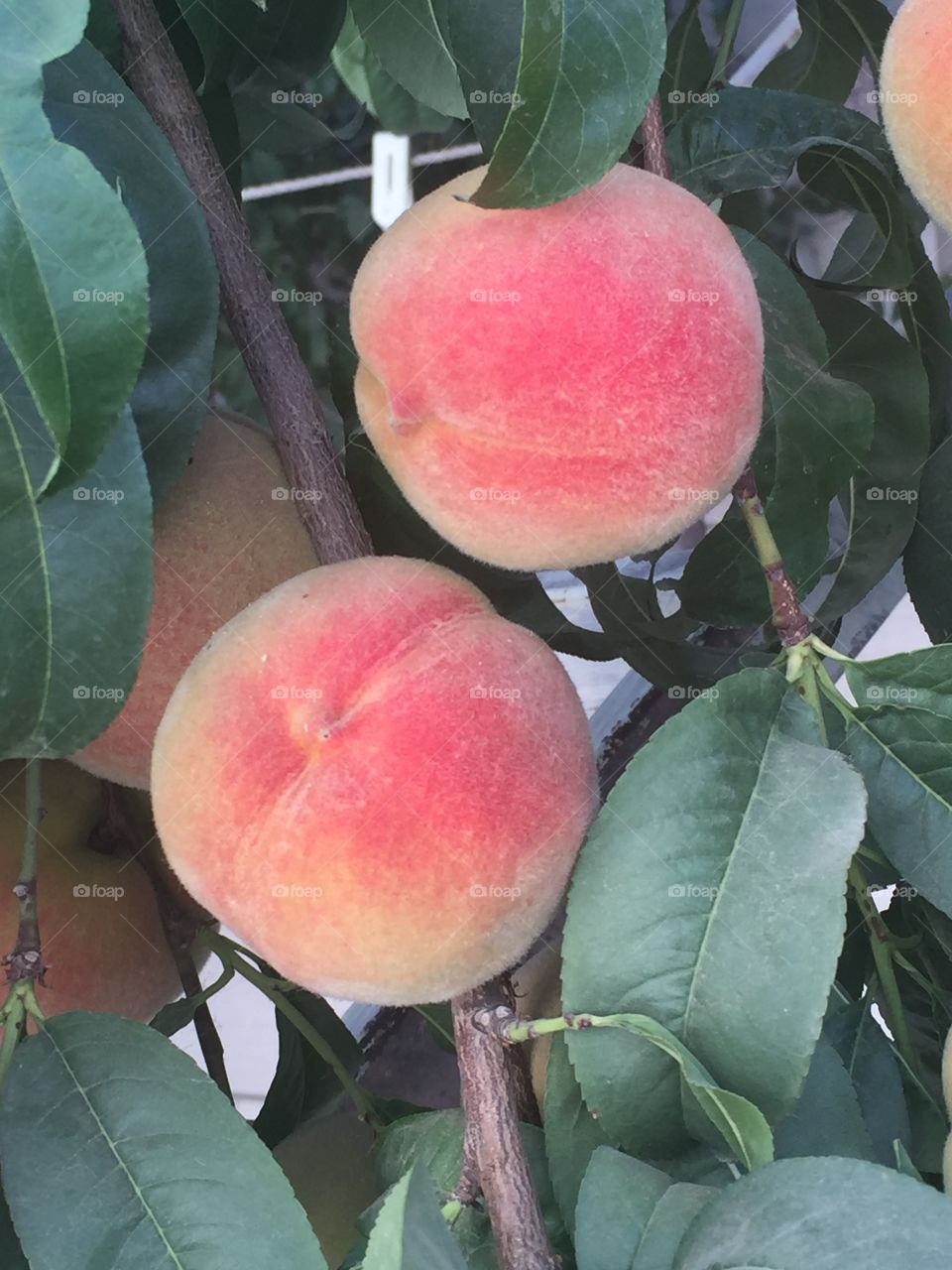 Peach