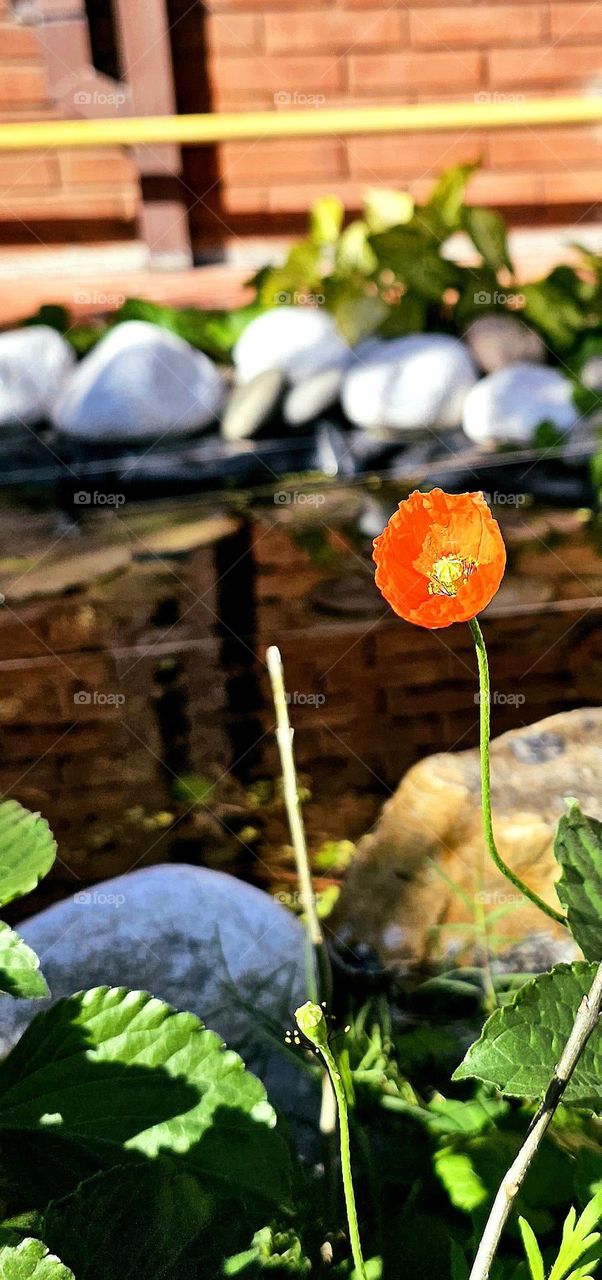 August birth flower; the beautiful poppy