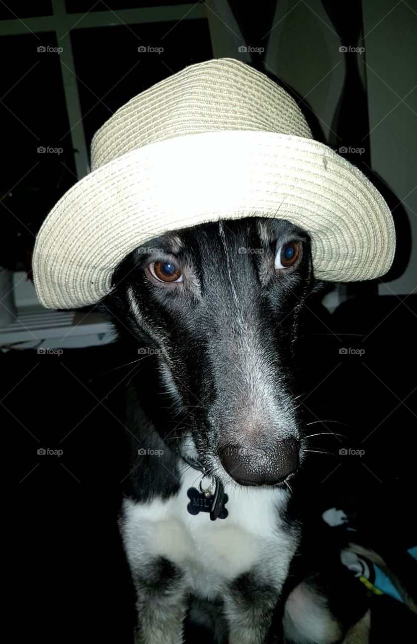 Dog with hat