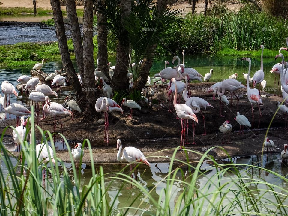 Pink flamingos