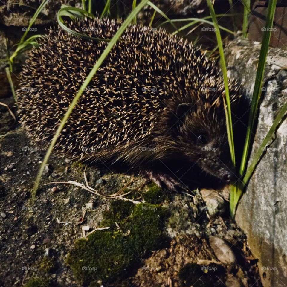 At midnight I was watching autora in yard and this little guy joined me