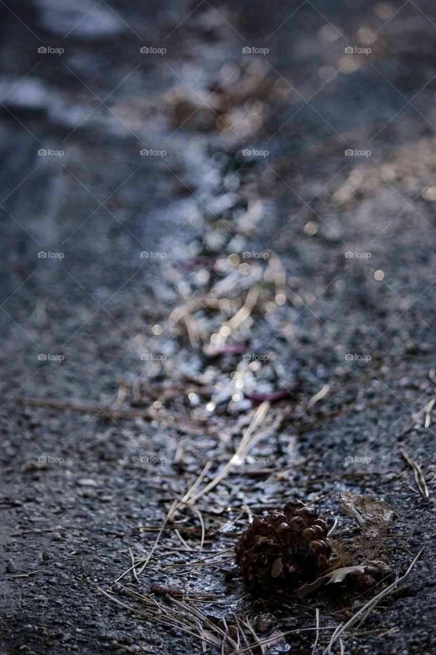 A branch filled gutter glows in the dissipating light of winter. The tones of grey are offset by the vibrant sun beam. Idyllwild, ca. 
