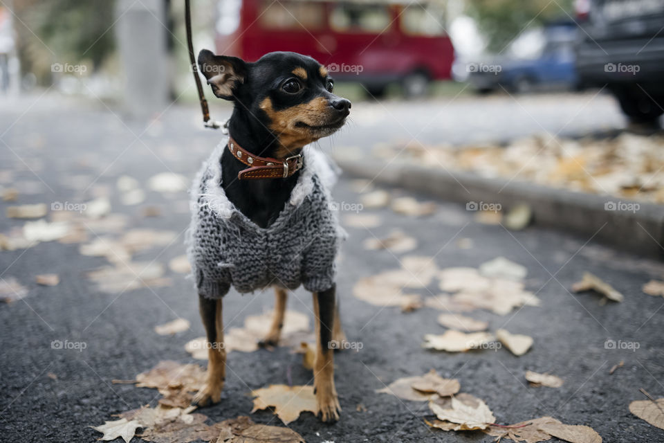 Autumn portrait of little dog . Animal background