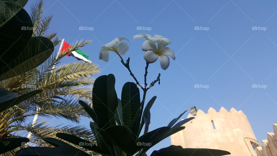 Flowers in front of UAE flag i  Dubai