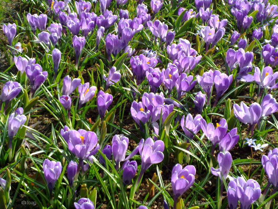 violet tulips. taken in Amsterdam