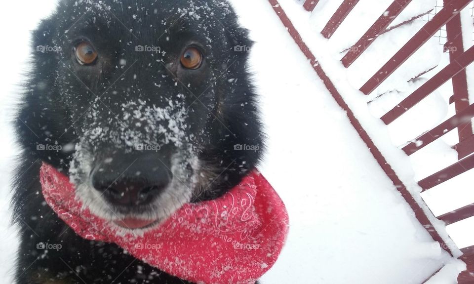 My boy shadow playing In the snow 