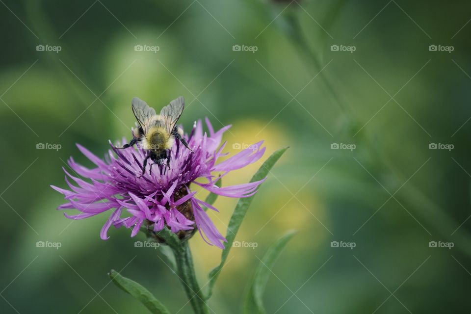 Bee on a purple flower 