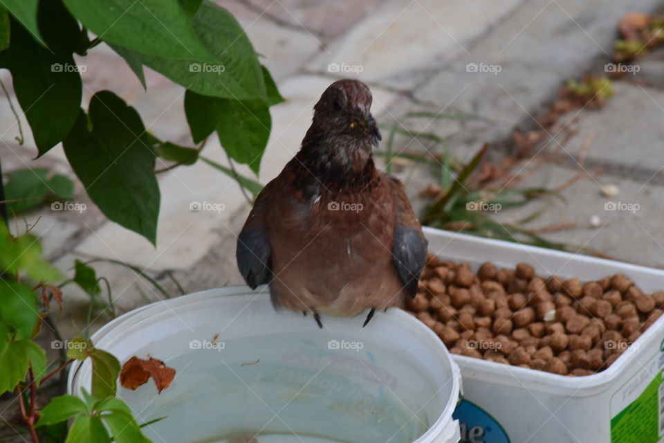 pidgeon