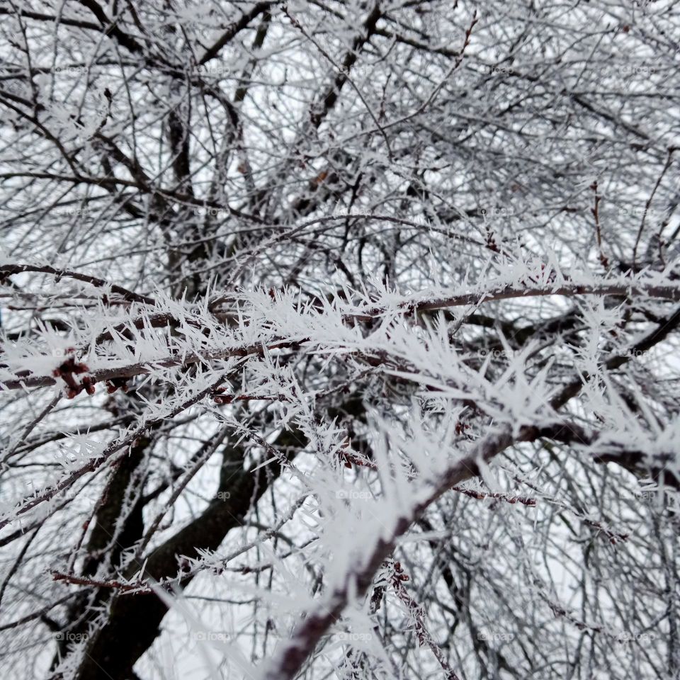 Frostbite of a tree ❄️📷🌨️🤍☃️