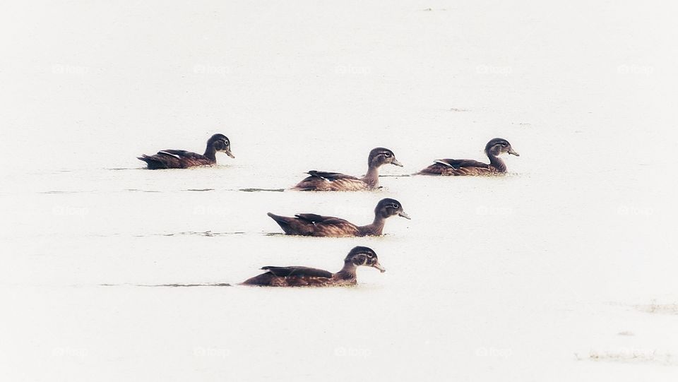 Ducks Boucherville Québec 