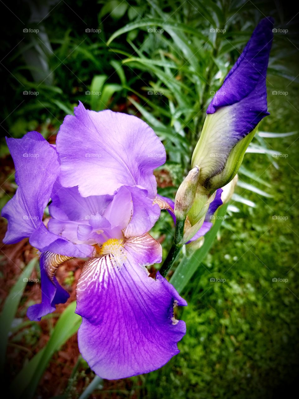 Beautiful Iris