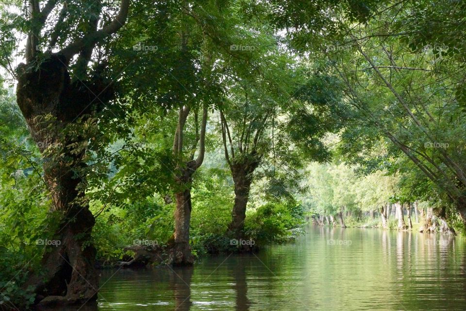 Canal du Marais Poitevin bordé de frênes-tétards (Poitou, France)