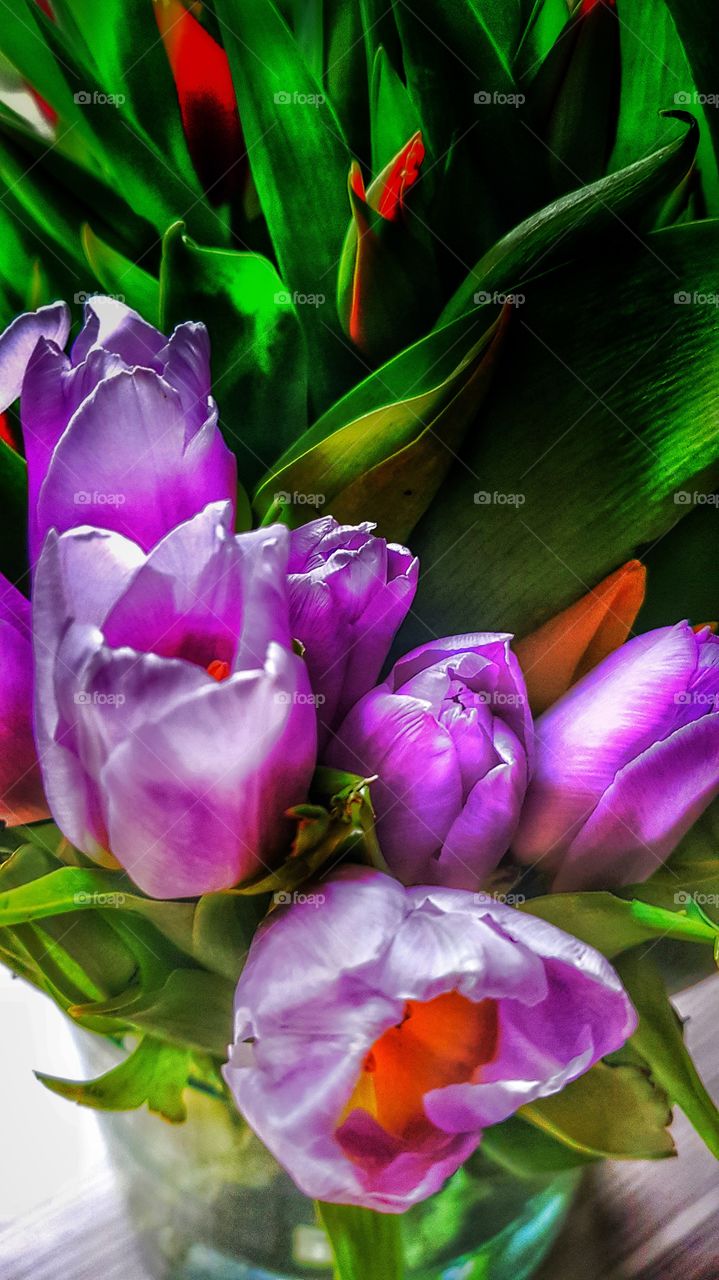 Tulpen aus Venlo -Niederlande