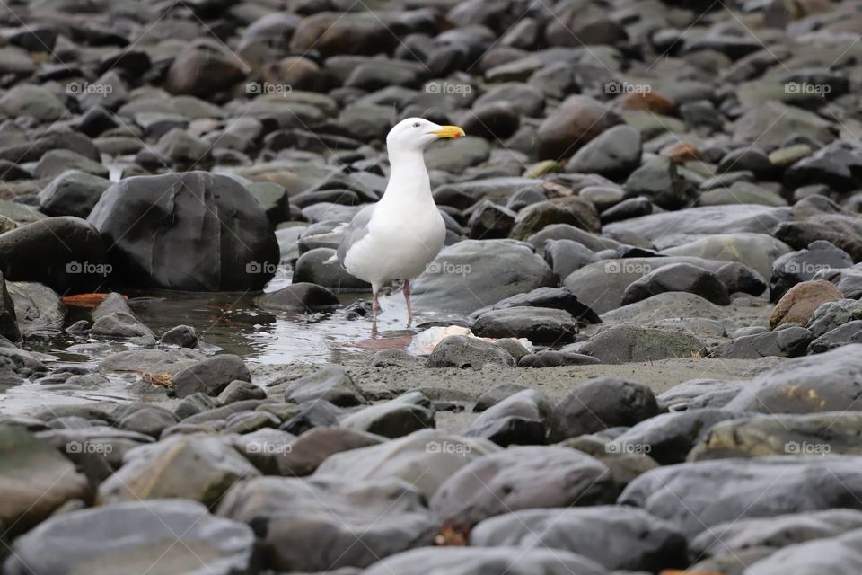 Seagull on rocky shore 