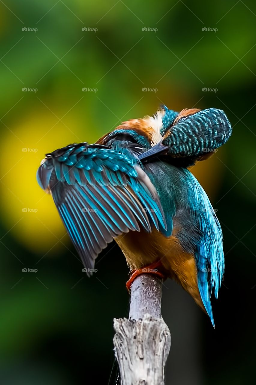 Common kingfisher perching on branch