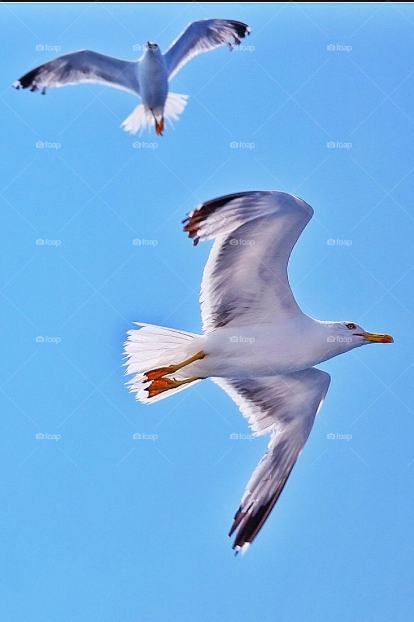 seagulls