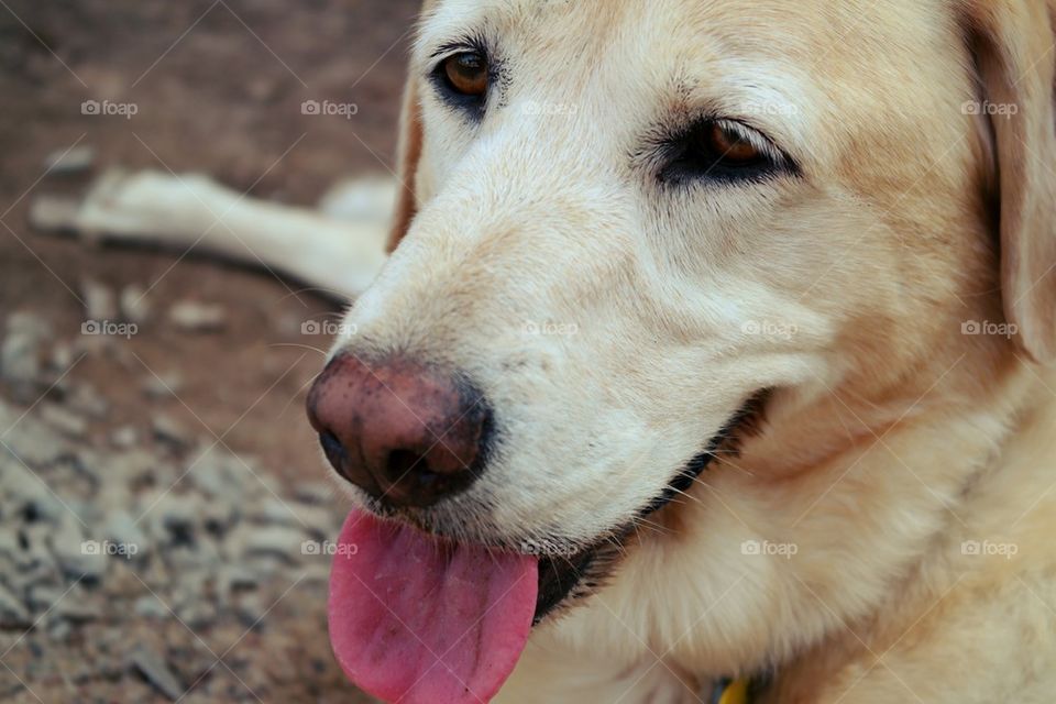 Sun's Out Tongue's Out