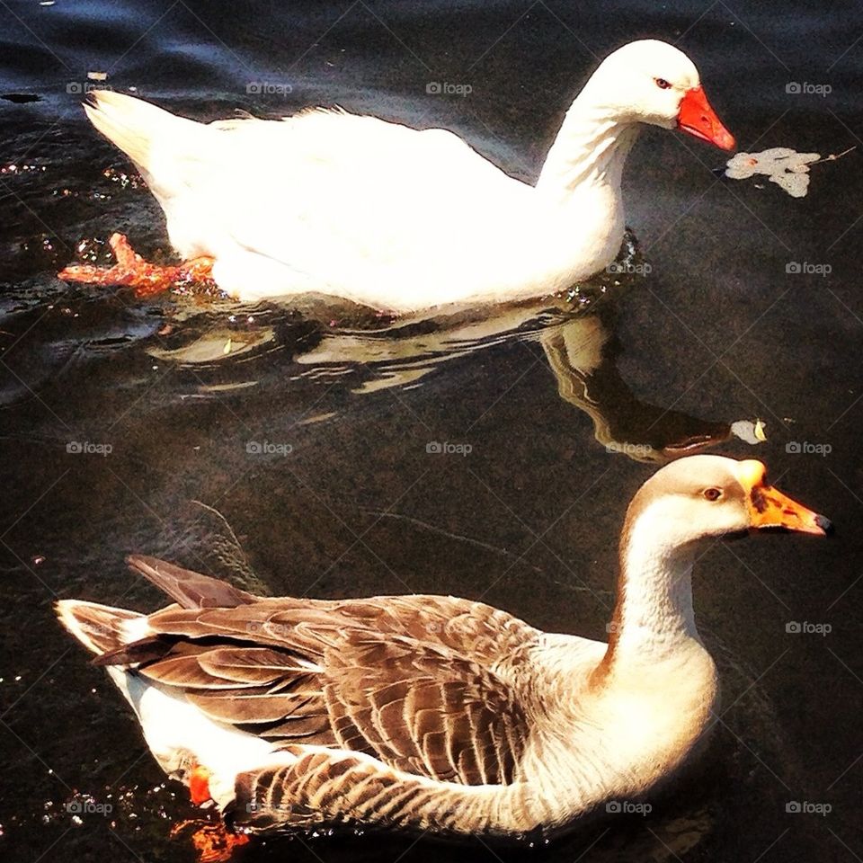 Companions on the river