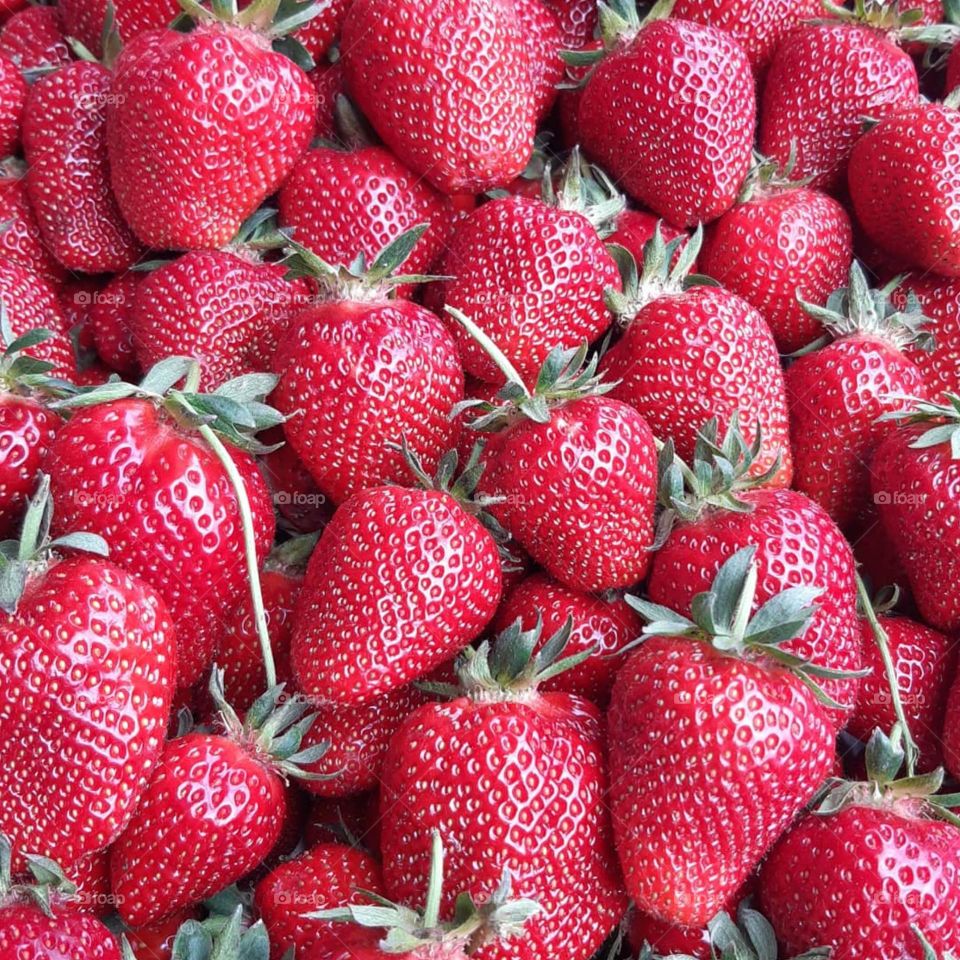 Strawberries forever