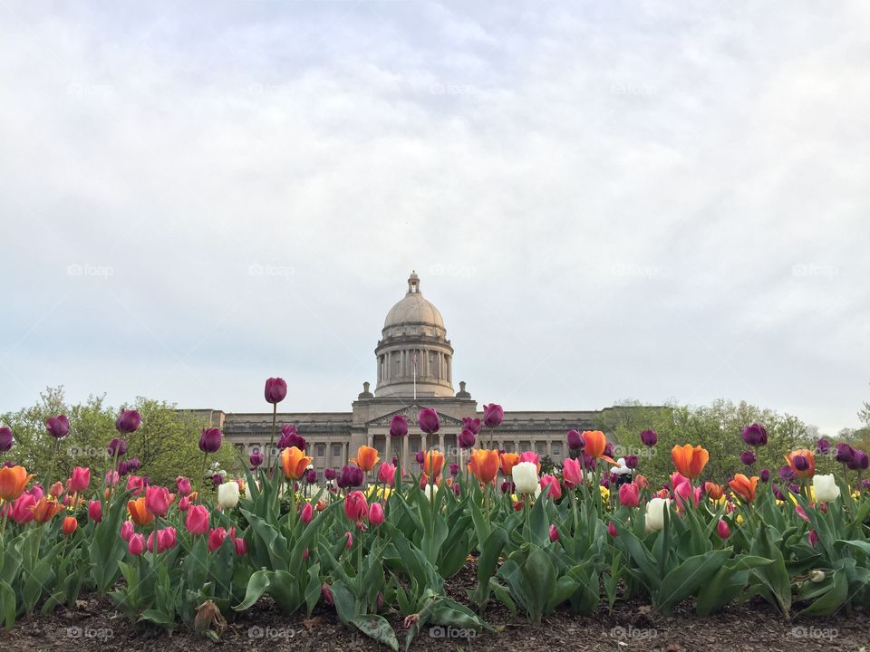 Kentucky State Capitol with Tulips
