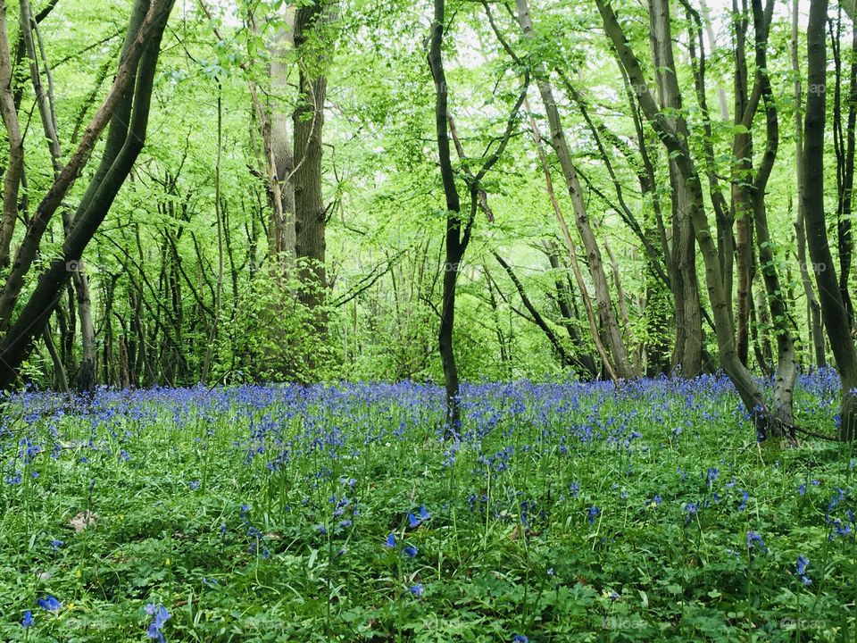 A sea of bluebells deep within the English Countryside. Found on our late Spring walk in a small wood in Kent.