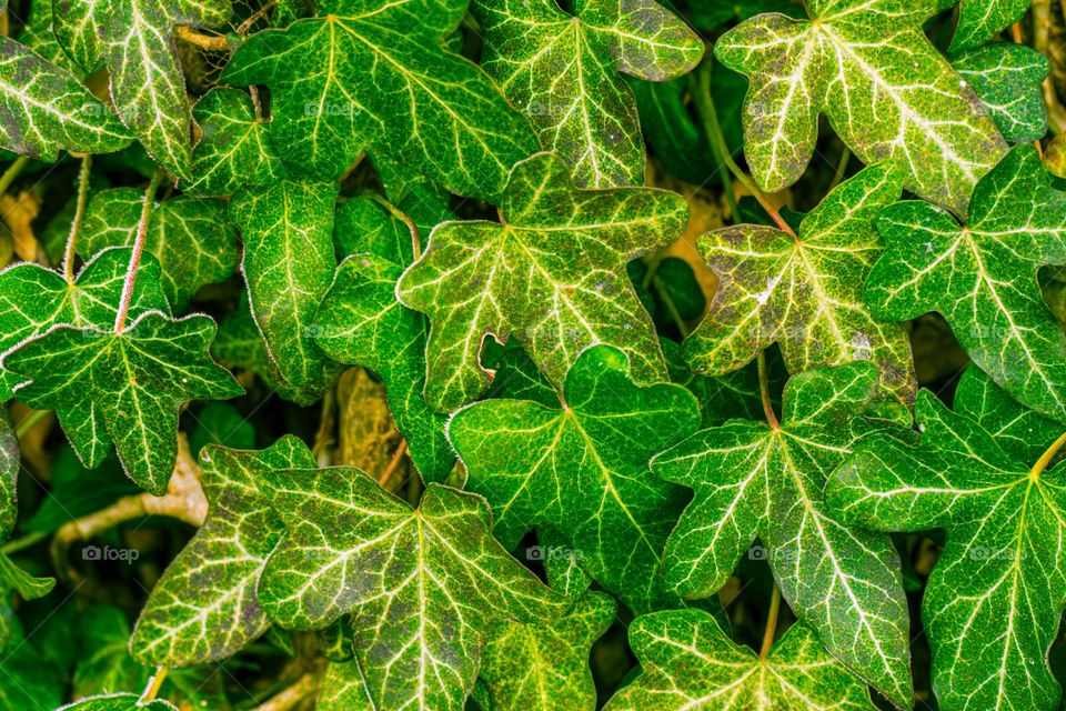 зелёные лепестки растущие на стволе дерева