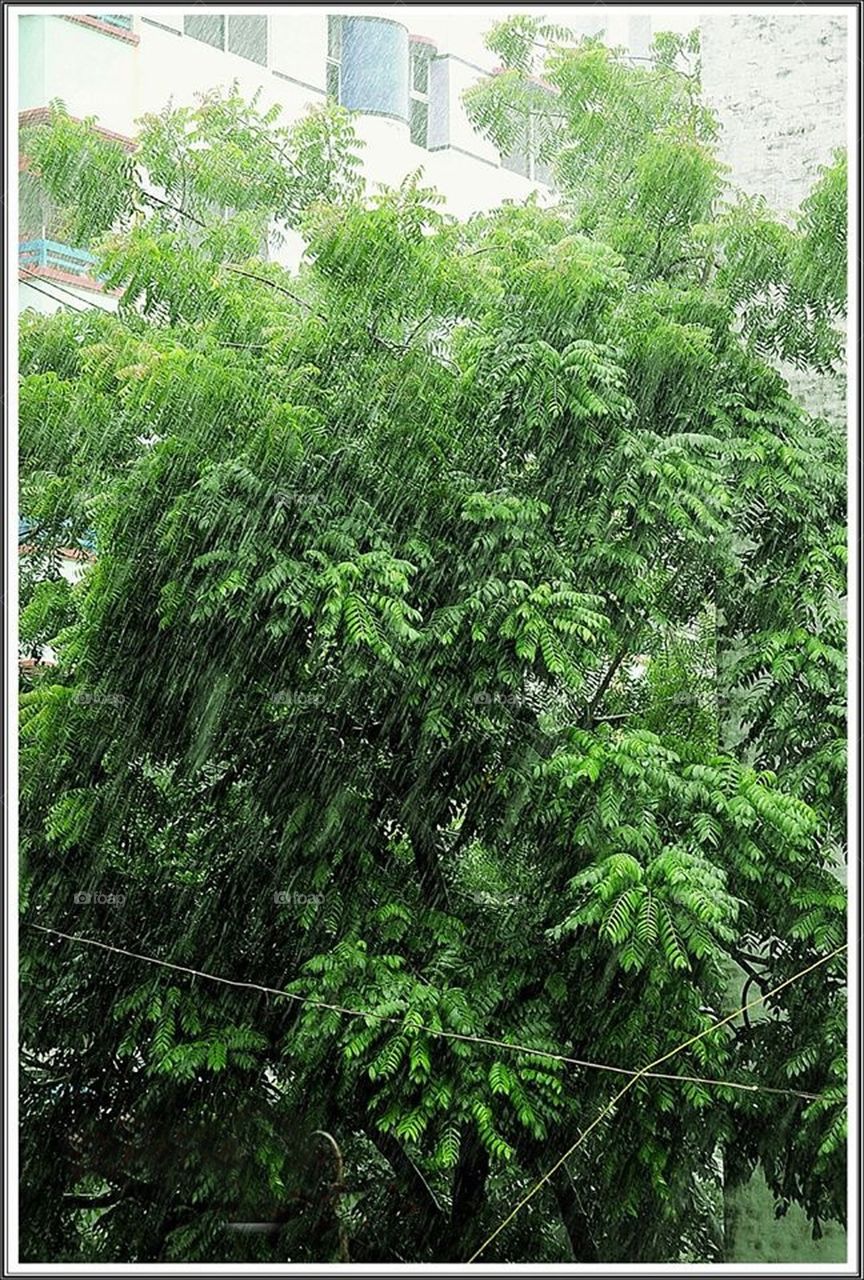 Nature of rainy day