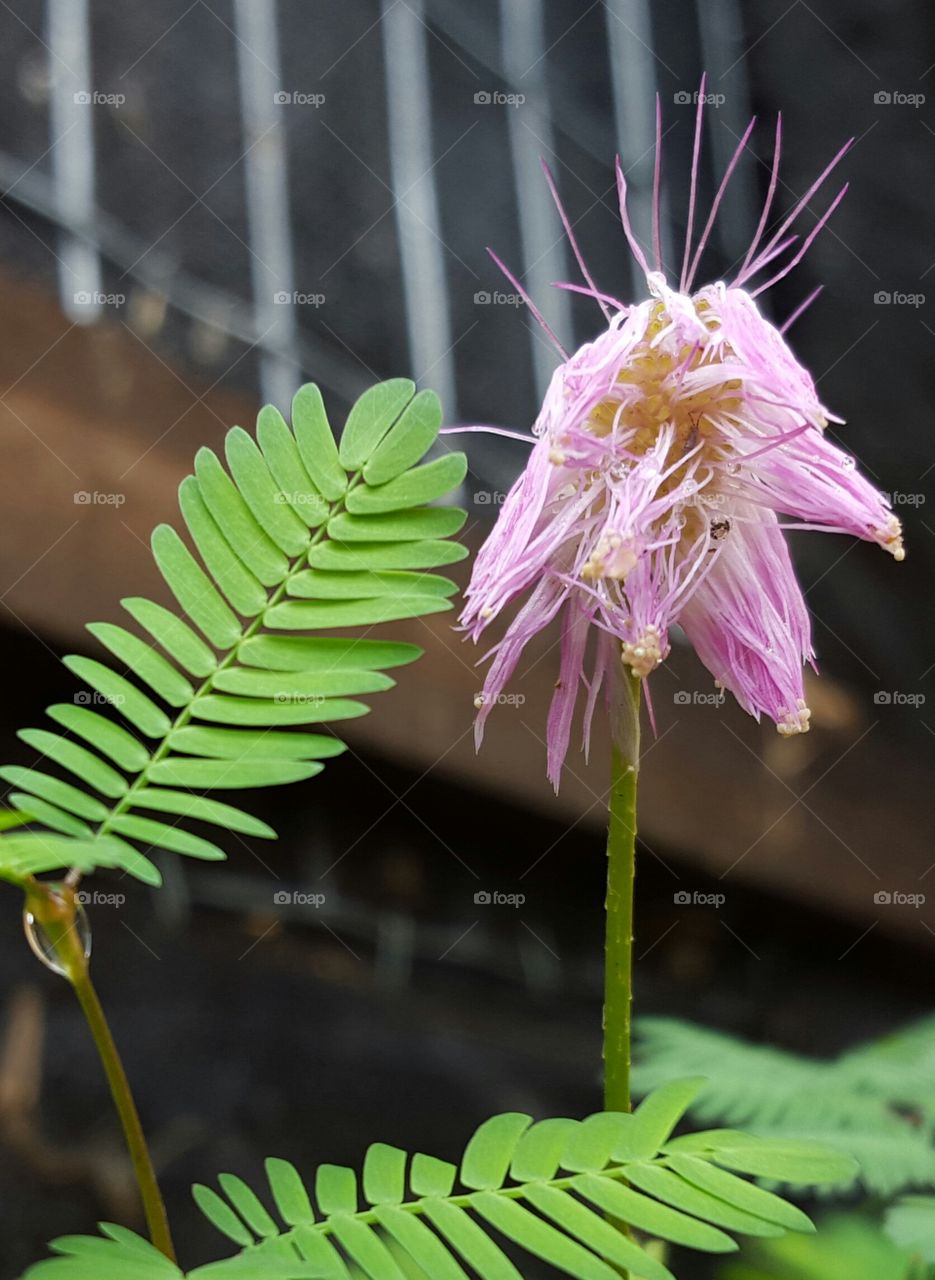 rain. touch plant flower after rain