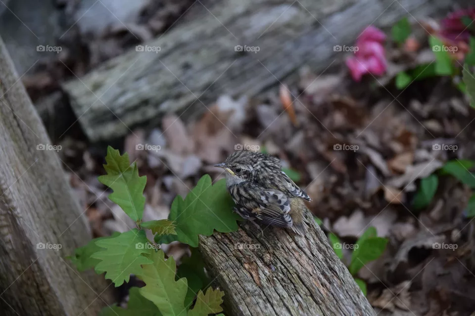 Vogelküken