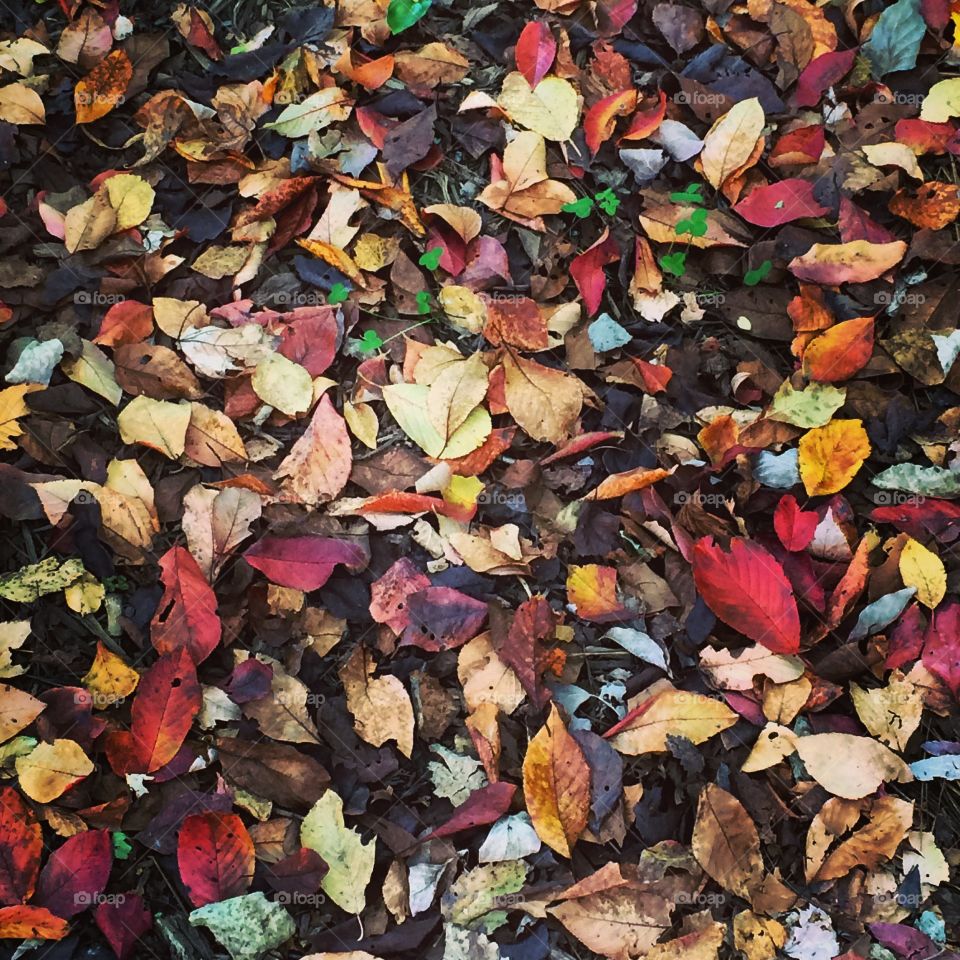 Fall Time . Back yard love 