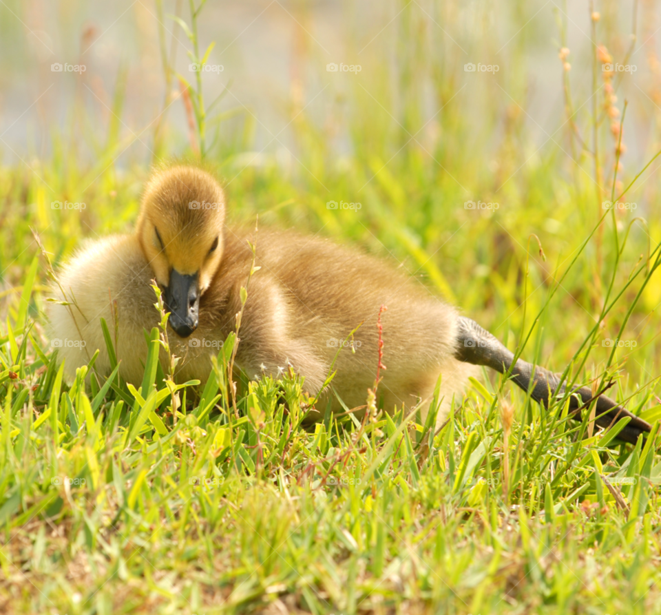 baby sleeping animal bird by lightanddrawing