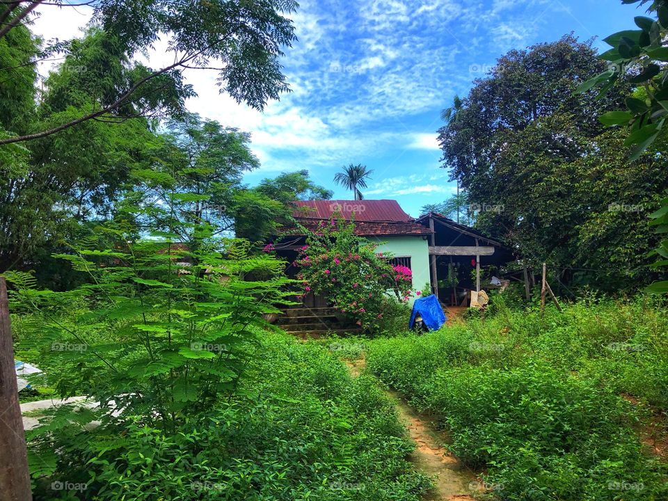 House surrounded by tropical flora 