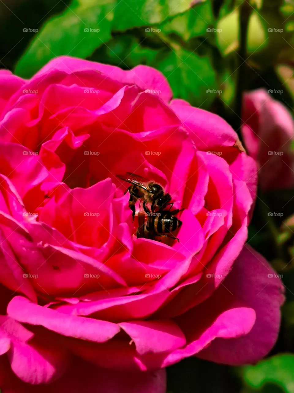 Nature's love story