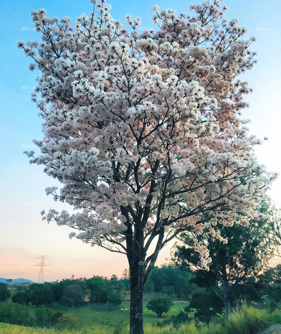 A sensational record of the white ipe flowered!  This tree blooms at this time of the year in Brazil. / Um sensacional registro do ipê branco todo florido! Esta árvore floresce nesta época do ano no Brasil. 