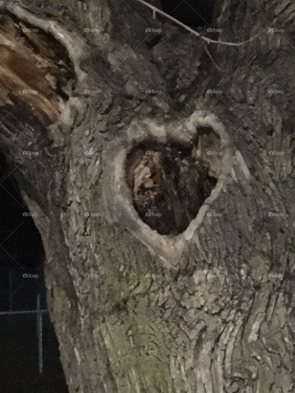 Heart shaped tree stump