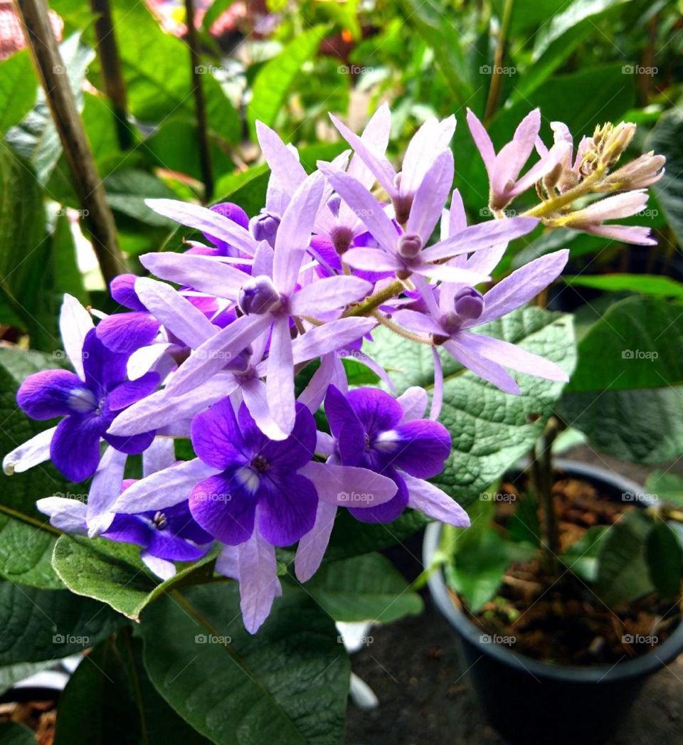 Beautiful Purple Flower for sale.