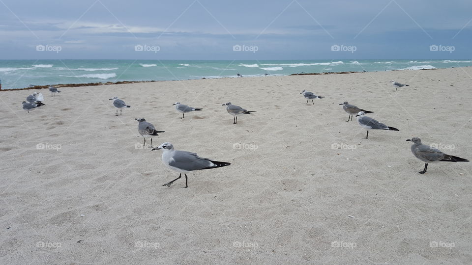 Flock of seagulls on sand at beach